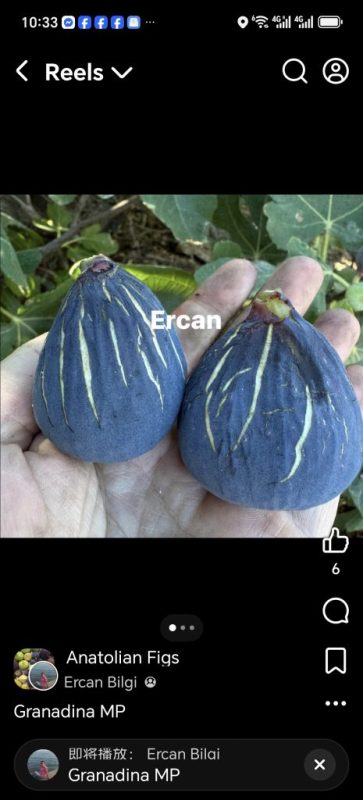 小果迷-种植爱好者交流互动平台