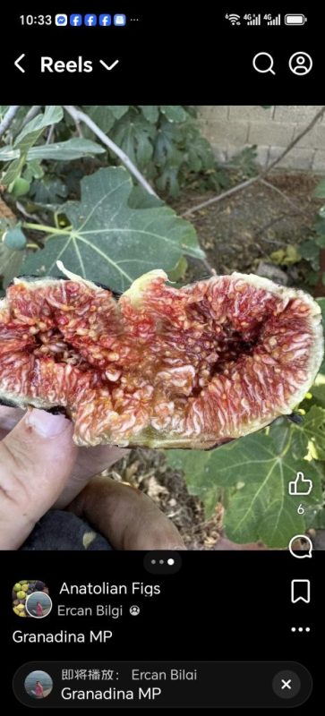 小果迷-种植爱好者交流互动平台