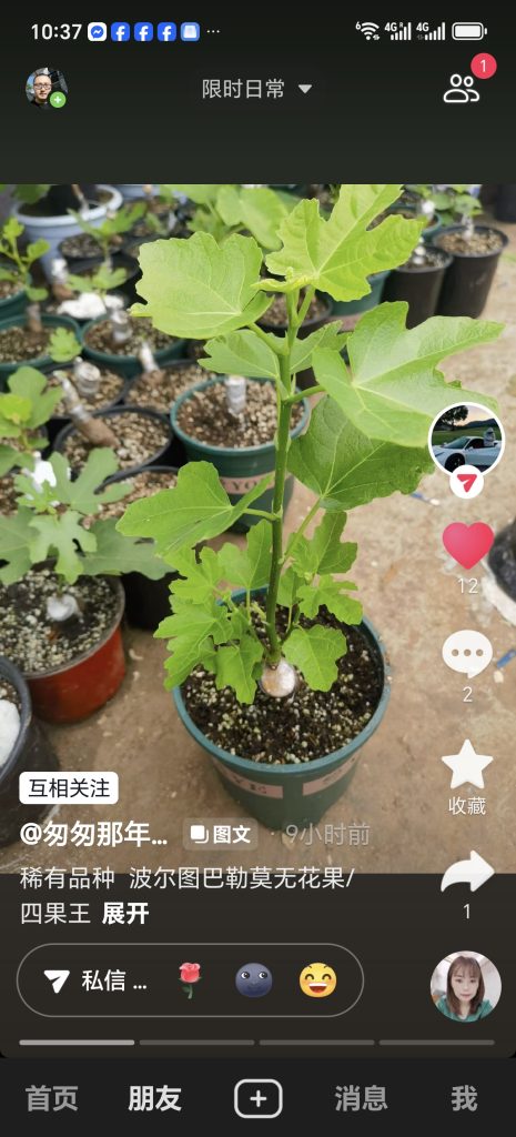 四果王/波尔图巴勒莫 Porto Palermo（匆匆那年）-小果迷