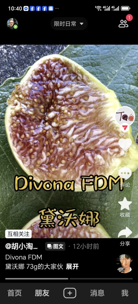黛沃娜/迪沃娜 Divona FdM（胡小淘无花果）-小果迷