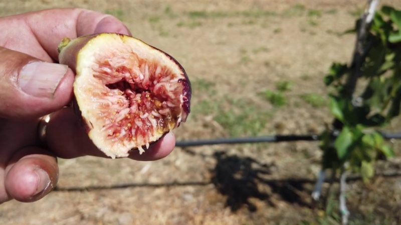 小果迷-种植爱好者交流互动平台