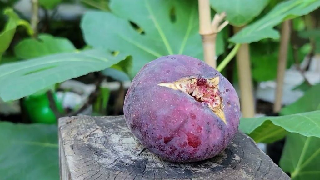 小果迷-种植爱好者交流互动平台