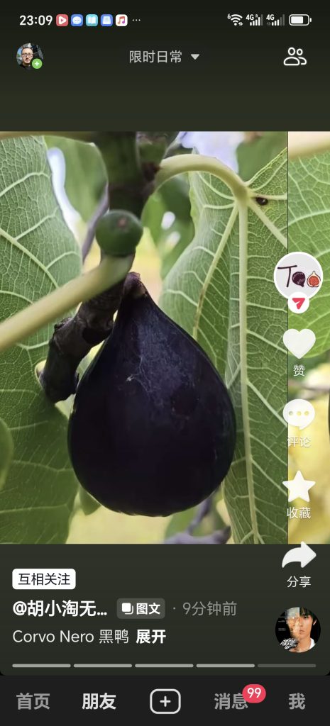 黑鸦/黑色乌鸦  Corvo Nero（胡小淘无花果）-小果迷