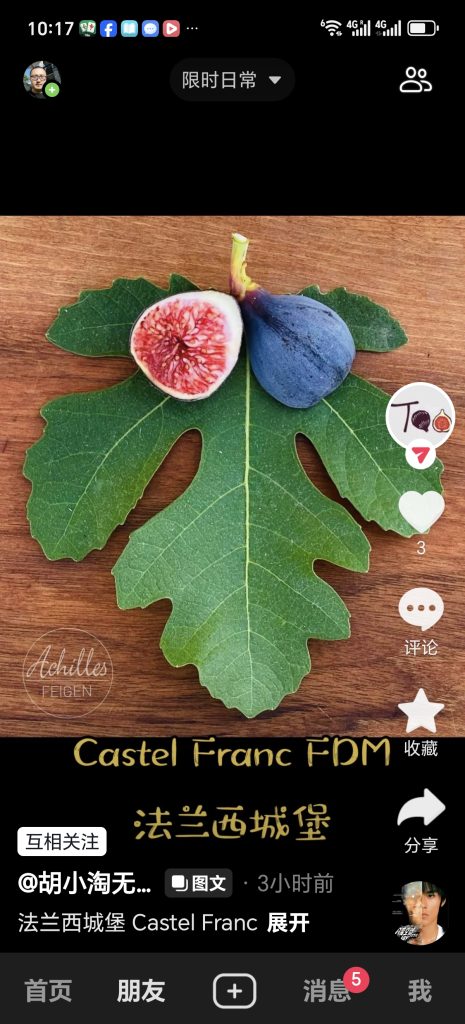 法兰西城堡 Castel Franc FDM（胡小淘无花果）-小果迷