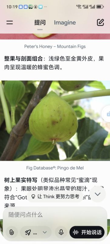 蜜滴/蜂蜜泪  Gota de Mel（盆盆无花果）-小果迷