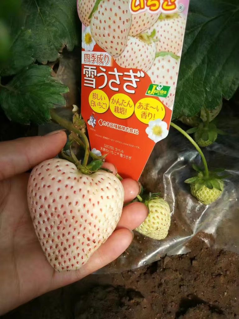小果迷-种植爱好者交流互动平台