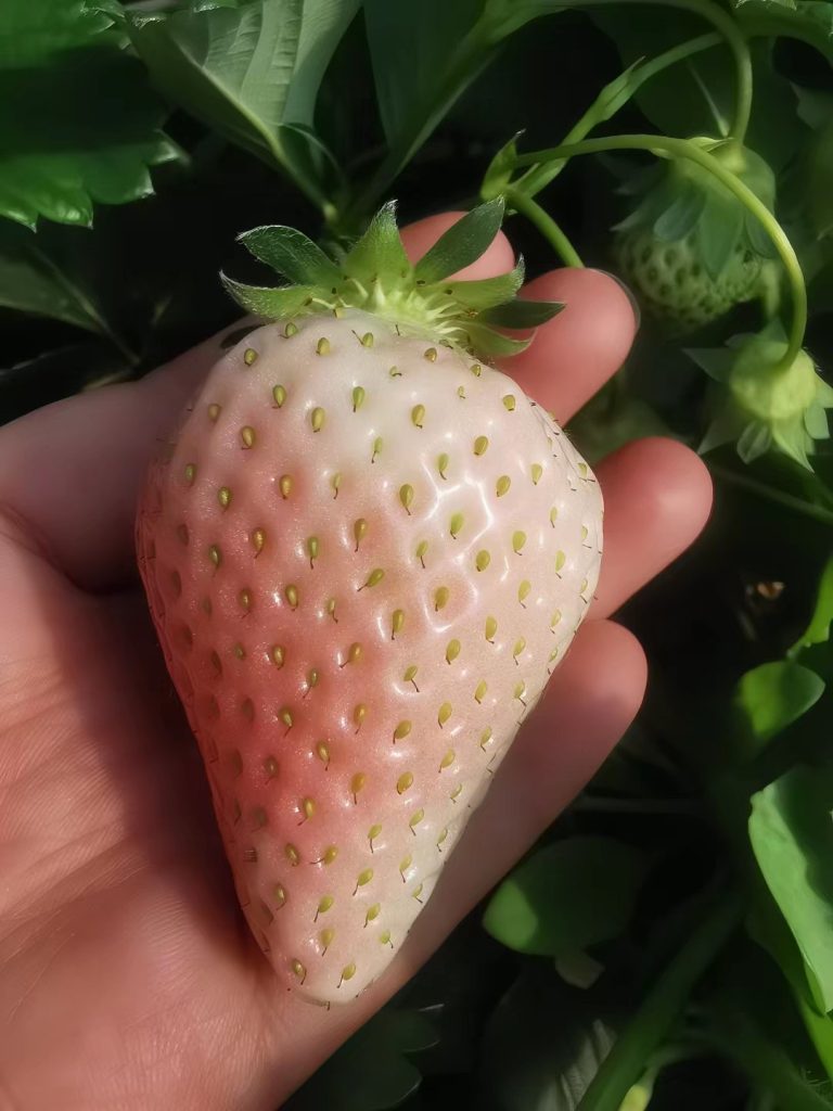小果迷-种植爱好者交流互动平台