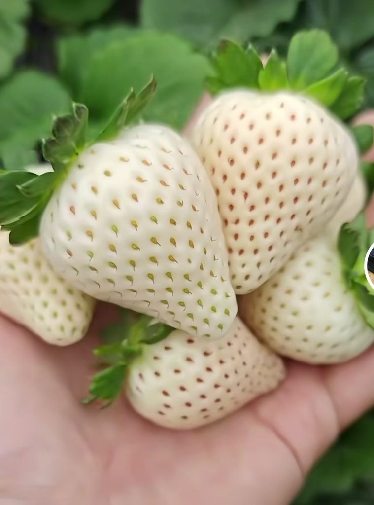 小果迷-种植爱好者交流互动平台