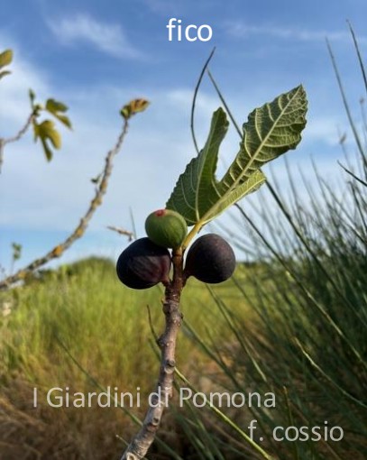小果迷-种植爱好者交流互动平台
