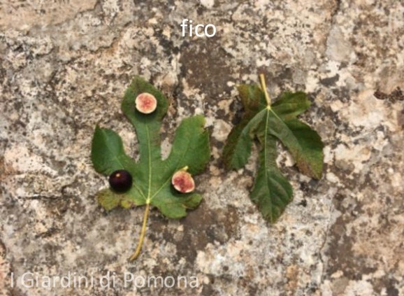 小果迷-种植爱好者交流互动平台