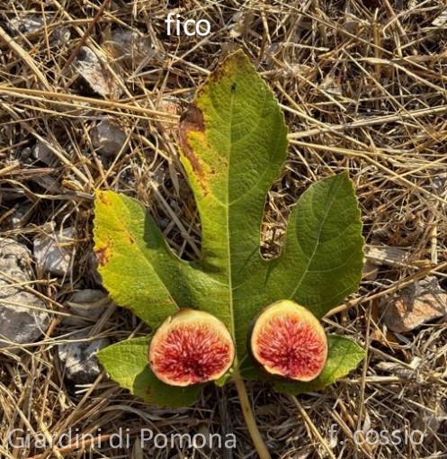 小果迷-种植爱好者交流互动平台