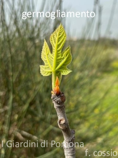 小果迷-种植爱好者交流互动平台