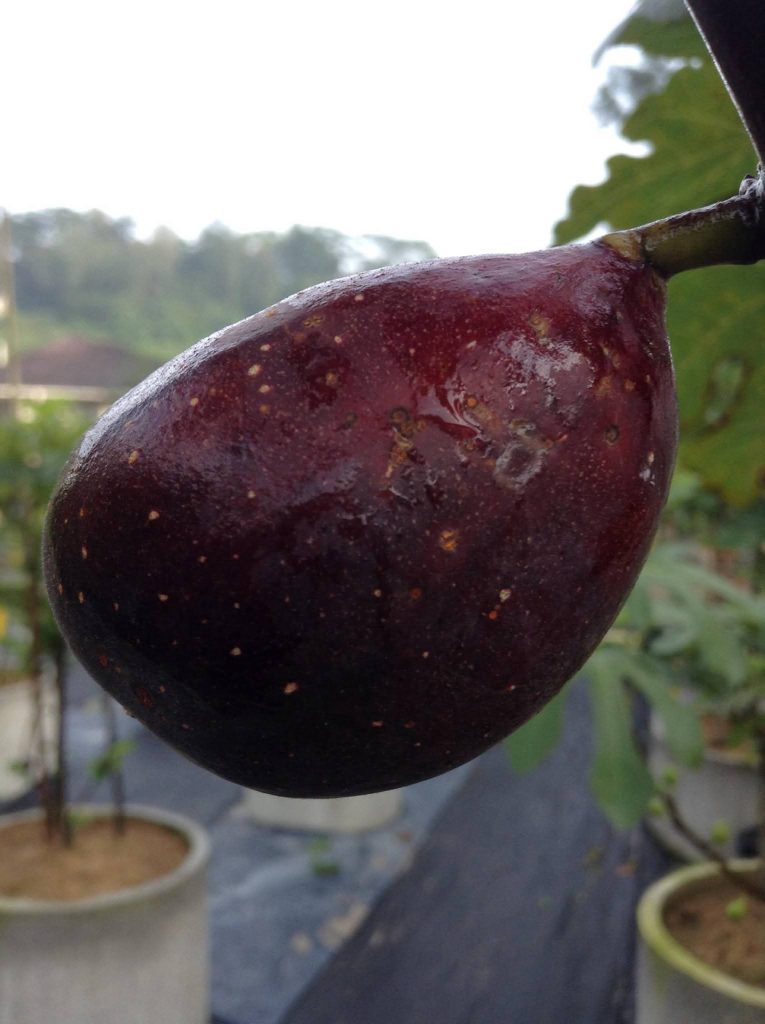 小果迷-种植爱好者交流互动平台