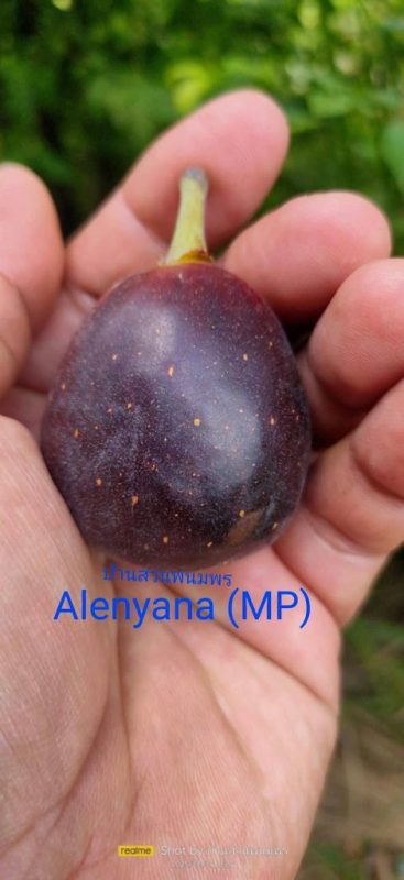 小果迷-种植爱好者交流互动平台