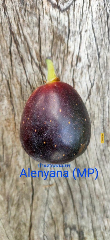 小果迷-种植爱好者交流互动平台