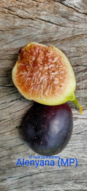 小果迷-种植爱好者交流互动平台