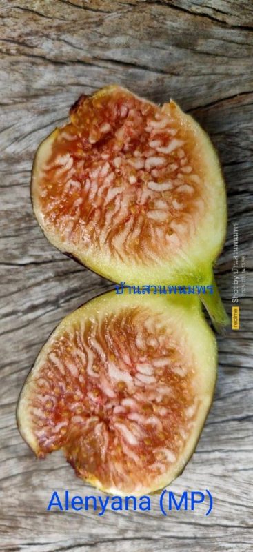 小果迷-种植爱好者交流互动平台