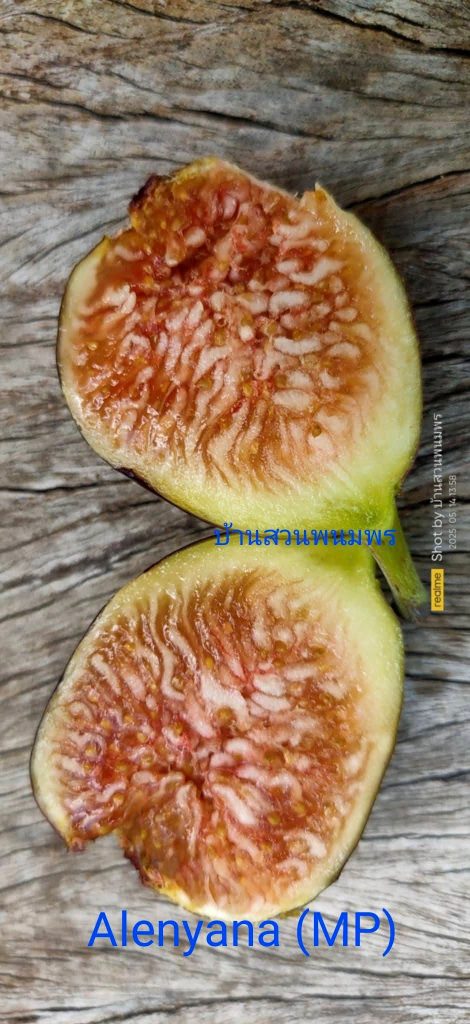 小果迷-种植爱好者交流互动平台