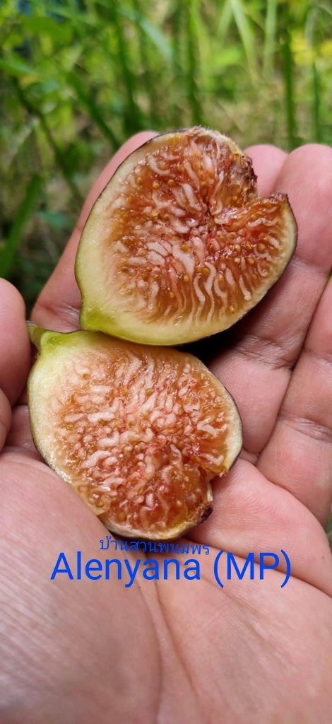 小果迷-种植爱好者交流互动平台