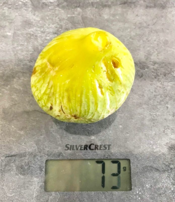 小果迷-种植爱好者交流互动平台