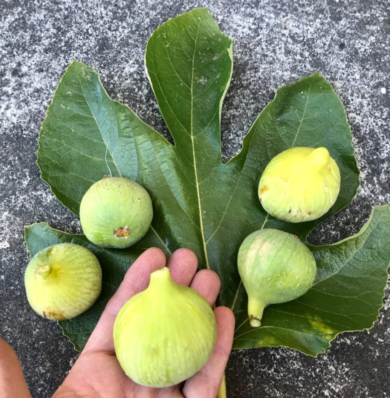 小果迷-种植爱好者交流互动平台