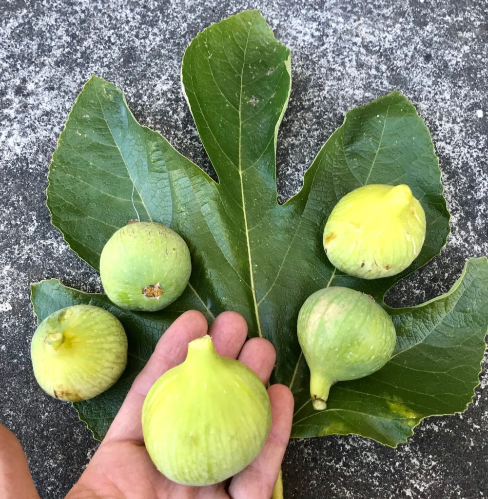 小果迷-种植爱好者交流互动平台