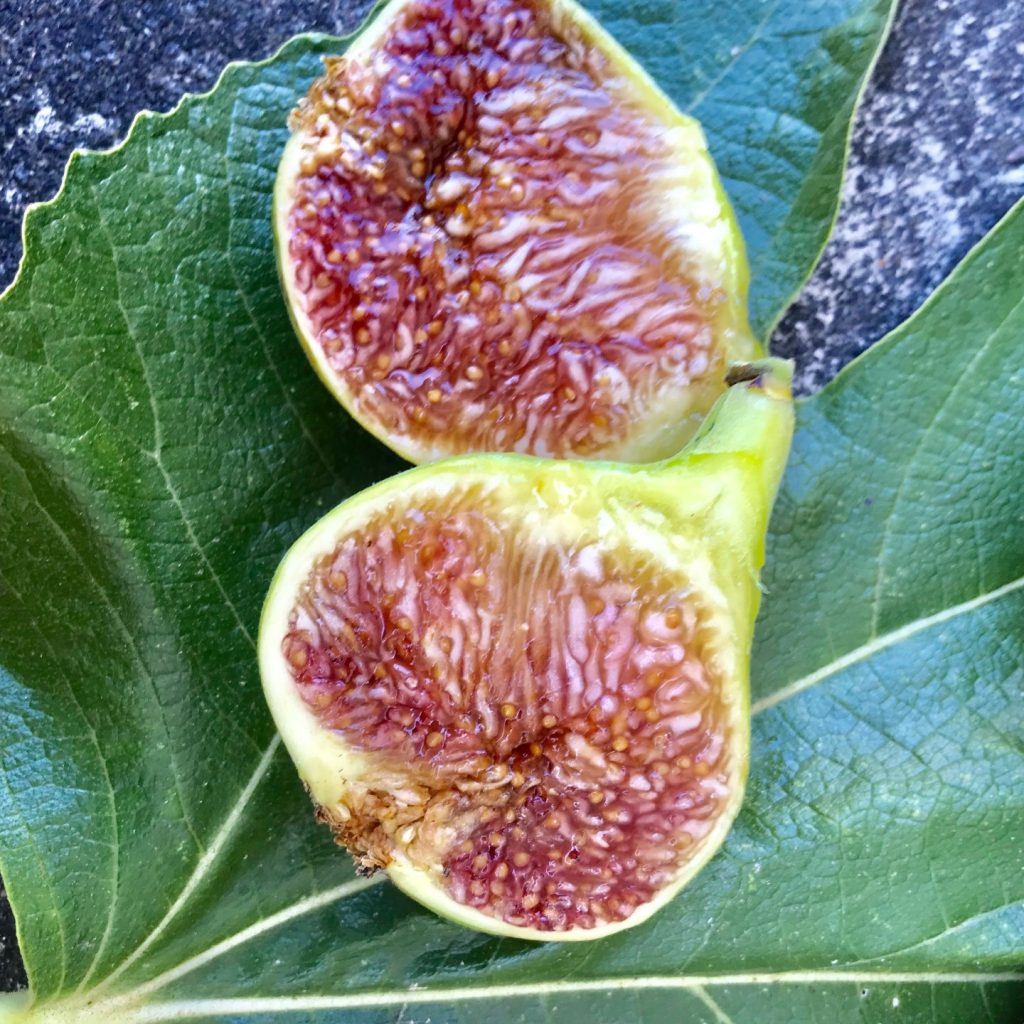 小果迷-种植爱好者交流互动平台