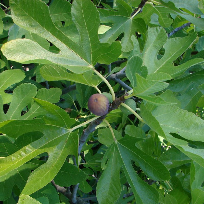 小果迷-种植爱好者交流互动平台