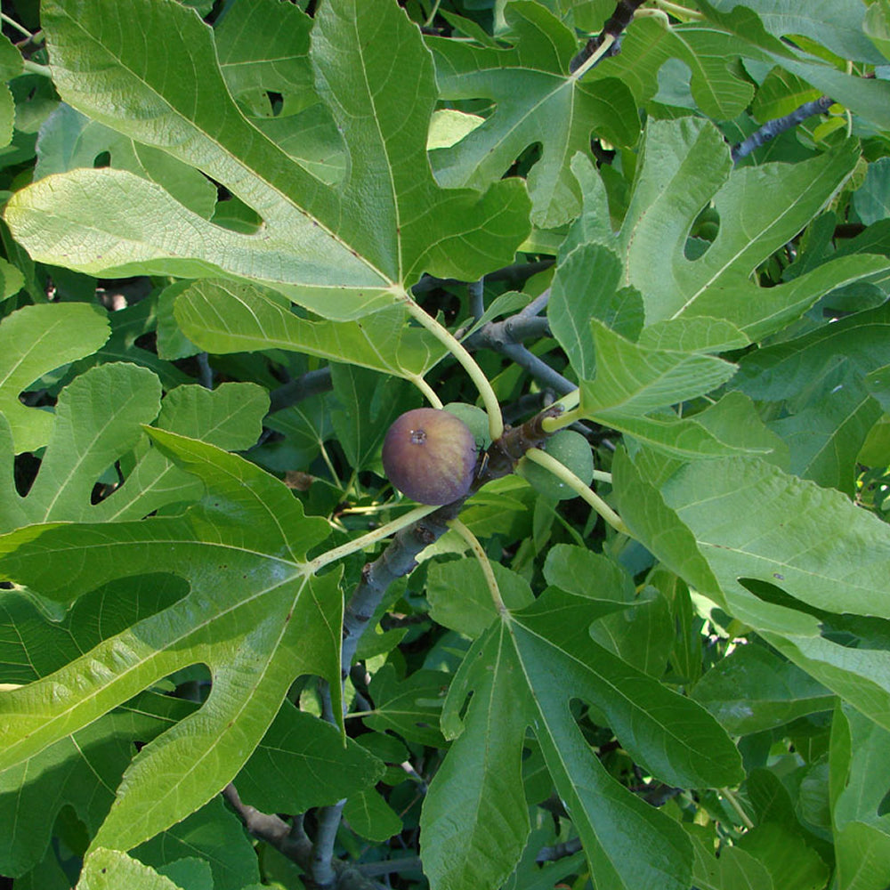小果迷-种植爱好者交流互动平台