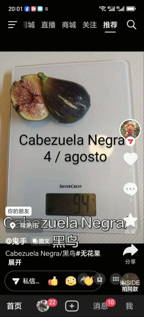 黑鸟 Cabezuela Negra(鬼手)-小果迷