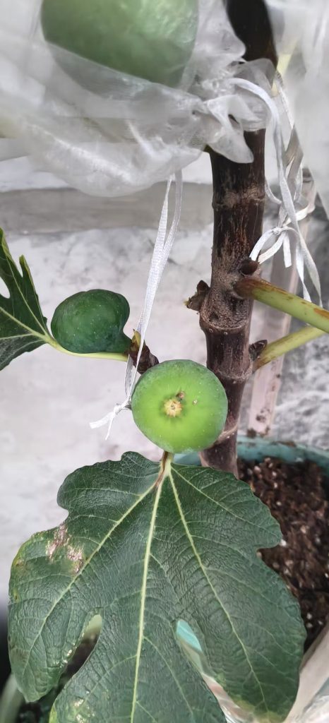 小果迷-种植爱好者交流互动平台