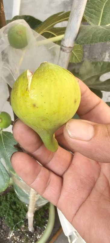 小果迷-种植爱好者交流互动平台