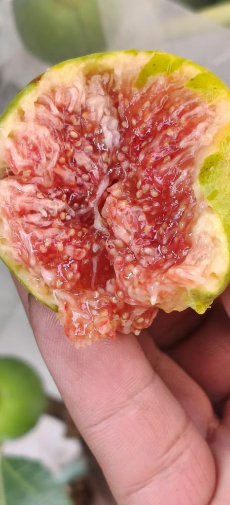 小果迷-种植爱好者交流互动平台