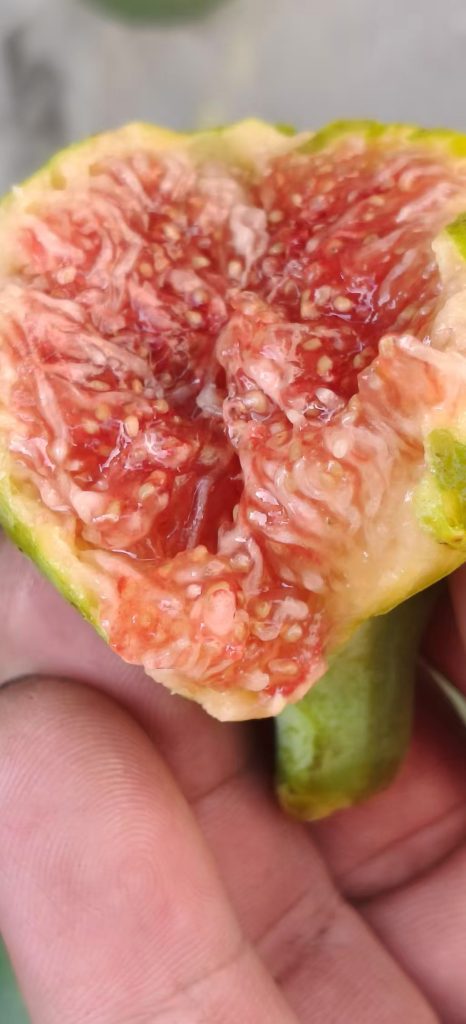 小果迷-种植爱好者交流互动平台