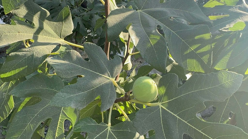 小果迷-种植爱好者交流互动平台