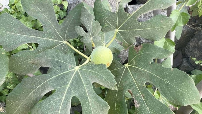 小果迷-种植爱好者交流互动平台