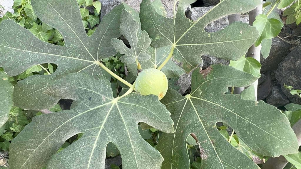 小果迷-种植爱好者交流互动平台