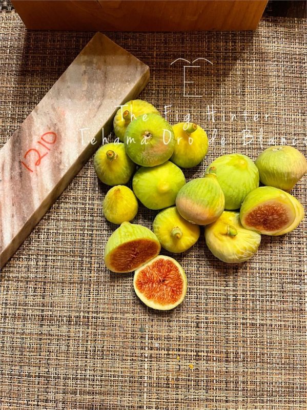 小果迷-种植爱好者交流互动平台