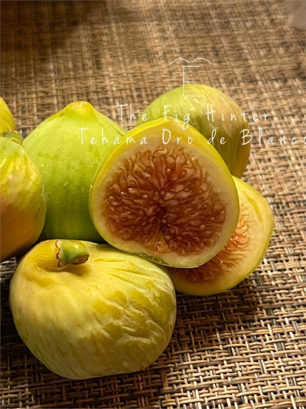 小果迷-种植爱好者交流互动平台