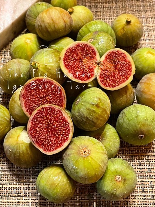 小果迷-种植爱好者交流互动平台