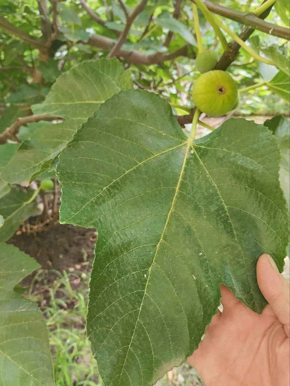 小果迷-种植爱好者交流互动平台