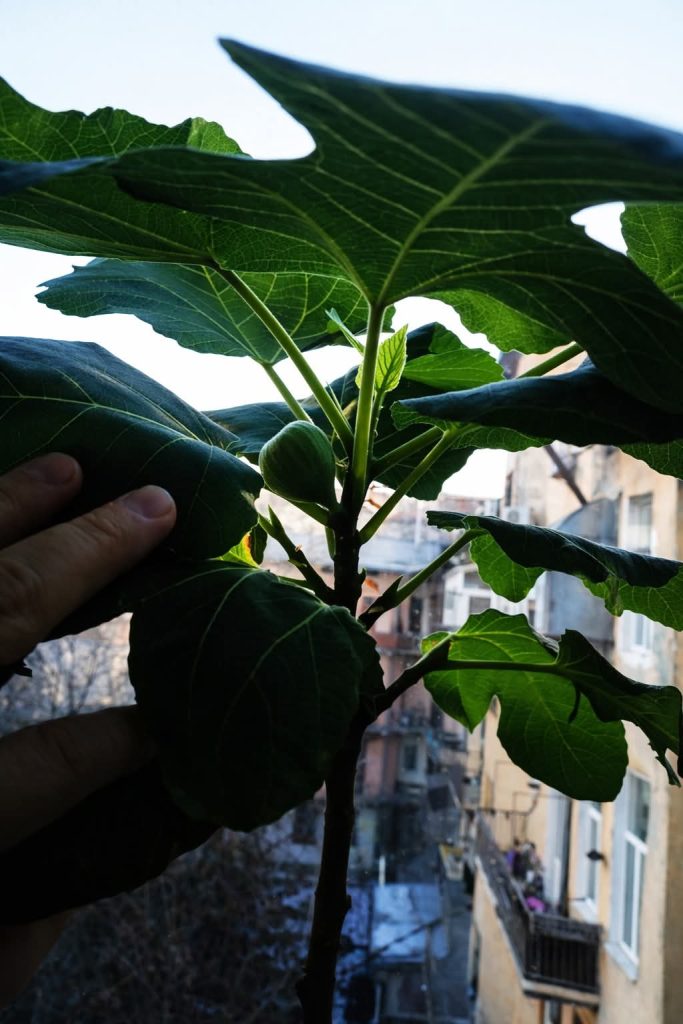 小果迷-种植爱好者交流互动平台
