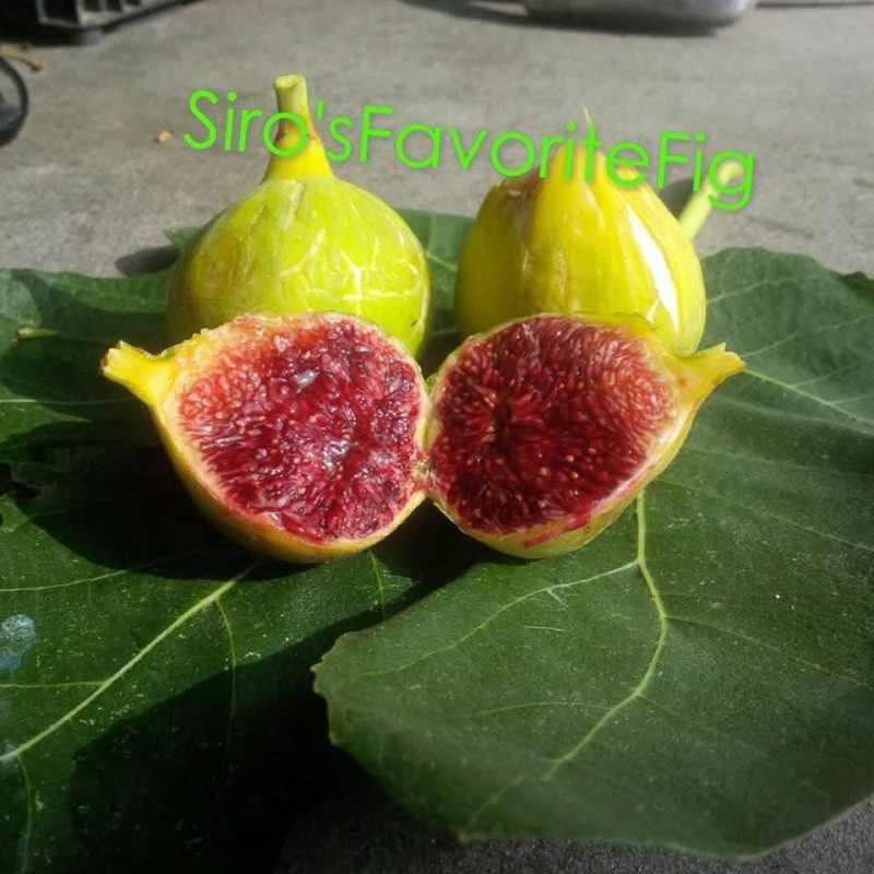 小果迷-种植爱好者交流互动平台