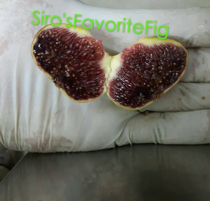 小果迷-种植爱好者交流互动平台