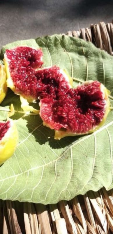 小果迷-种植爱好者交流互动平台