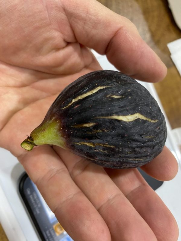 小果迷-种植爱好者交流互动平台