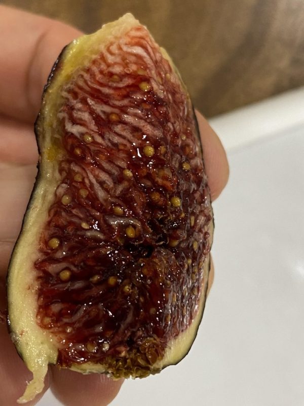 小果迷-种植爱好者交流互动平台