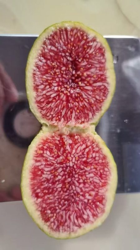 小果迷-种植爱好者交流互动平台