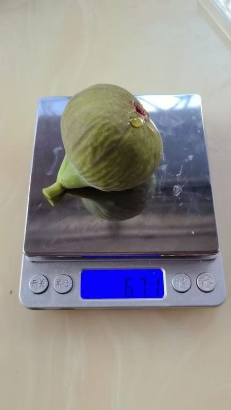 小果迷-种植爱好者交流互动平台