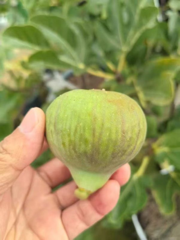 小果迷-种植爱好者交流互动平台